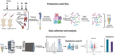 Neuroretinal degeneration in a mouse model of systemic chronic immune activation observed by proteomics